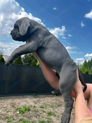 Cane Corso Welpen