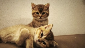 BKH Kitten ab April abzugeben 