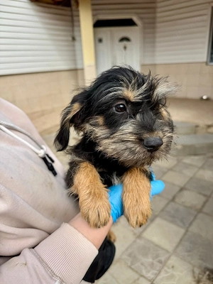 Keks sucht seine Menschen!