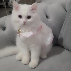 Zwei liebe Katzen suchen ein schönes Zuhause