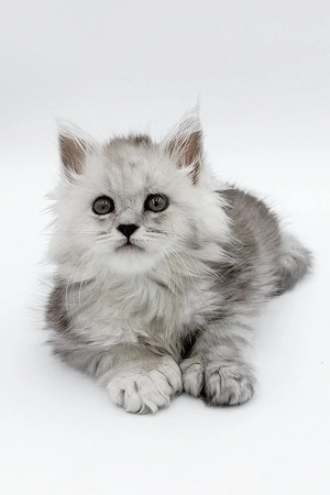 Ein prächtiger, polydaktyler Maine-Coon-Kater mit luxuriösem, schwarzem Fell, 5 Monate alt   freundl