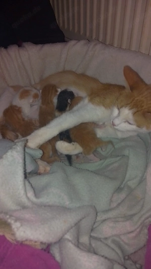  Süße Kitten suchen liebevolles Zuhause!   