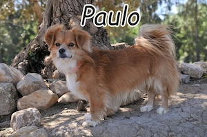 Wer schenkt, Paulo, diesem kleinen Herzenshund die Chance auf ein eigenes Zuhause?