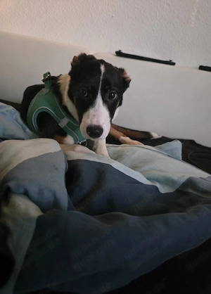 Verkaufe meine liebevolle Hündin Luna