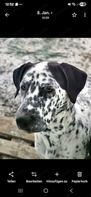 Herzenshund Pepe sucht sein Für-immer-Zuhause