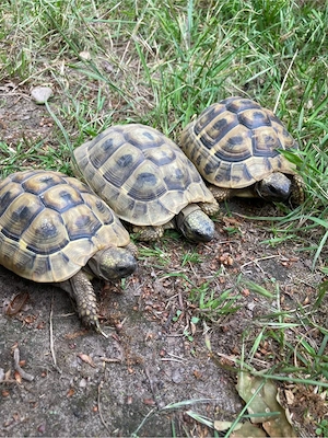 3 Weibchen Griechische Landschildkröten, aus 2014,2015 THB 