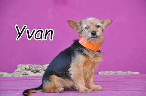 Wer schenkt diesem kleinen Senior ein warmes Körbchen und ein behütetes Zuhause?