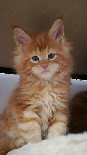 Gechippte Maine-Coon-Kätzchen