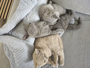  Britisch-Kurzhaar-Kätzchen suchen liebevolles Zuhause 