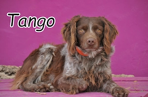 Wer schenkt,Tango,diesem sanften, wunderschönen Rüden die Chance auf ein neues Leben?