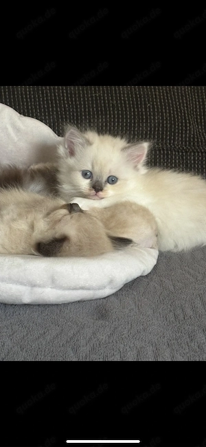 1 weibliche, gesunde Haus-katzen, geboren am 17.02.2026. Sie sind verspielt, sehr kinderfreundlic