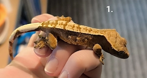 Jungtiere kronengecko 