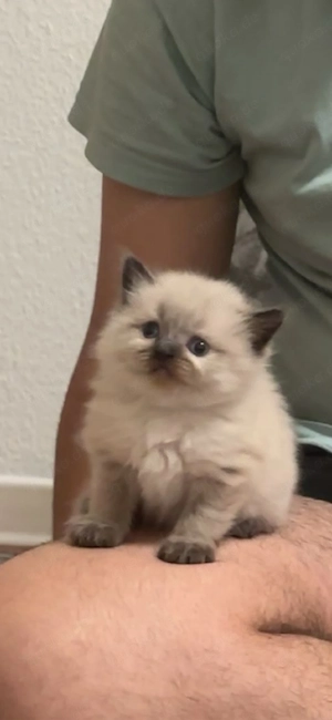 Drei weibliche, gesunde Haus-katzen, geboren am 17.02.2026. Sie sind verspielt, sehr kinderfreundlic