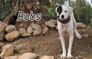 Wer schenkt, Bobs, diesem hübschen, freundlichen Rüden die Chance auf ein neues Leben?