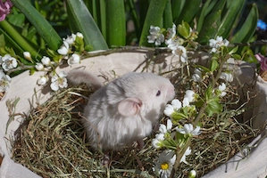 Chinchilla Baby Männlich 