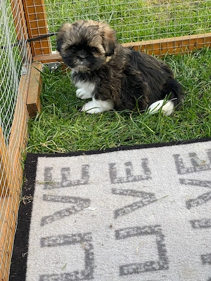 Shi Tzu suchen neues Zuhause 