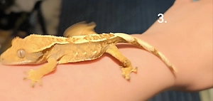 Jungtiere kronengeckos 