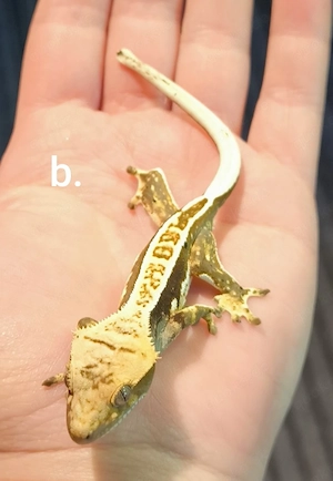 Jungtiere kronengeckos 