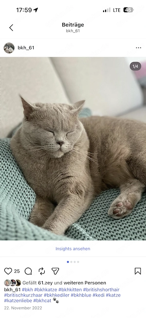 Bkh katzen (6-7 jahre alt ) 