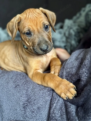 Rhodesian Ridgeback Welpen   reinrassig, 01.03. geboren, 5 Hündinnen & 4 Rüden