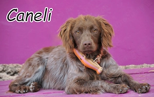 Wer schenkt, Caneli, dieser sanften, wunderschönen Hündin die Chance auf ein neues Leben?