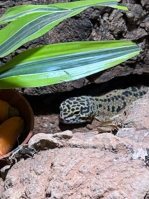 Leopardgecko 5 Stück.