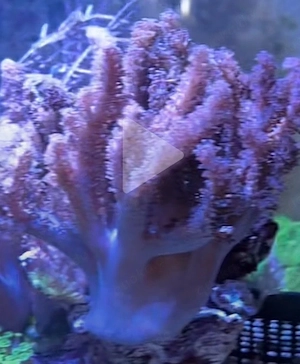 meerwasser 2 köpfe groß