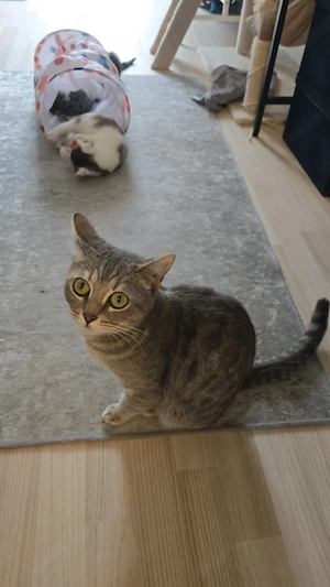 Bkh- Bengal mix Katze in guten Händen abzugeben 