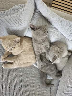  Britisch-Kurzhaar-Kätzchen suchen liebevolles Zuhause 