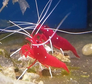 Meerwasser Garnele paar rote