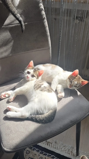 Mix Kätzchen in guten abzugeben 