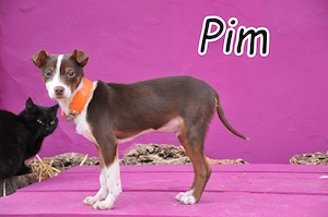 Bist du der Mensch, der Pim zeigen kann, wie sich ein echtes Zuhause anfühlt?