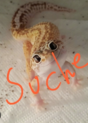 Suche 2 Leopardgecko Weibchen 