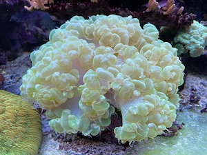 Meerwasser - Große Blasenkoralle abzugeben ca 25-30cm