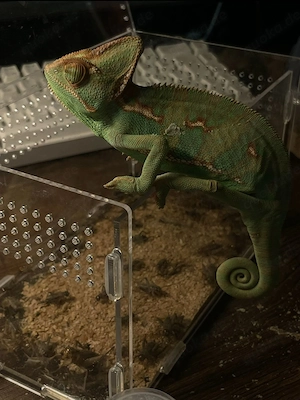 Jemenchamäleon Chamaeleo calyptratus aus Nachzucht mit Herkunftsnachwe