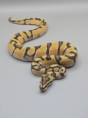 Königspython 1.0 Enchi Hypo d.h Clown Rainbow 