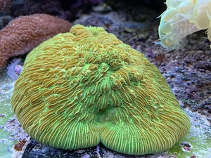 Meerwasser - große Steinkoralle abzugeben - ca 25 cm