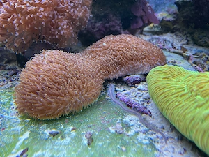 Meerwasser: Große Steinkoralle abzugeben - ca 25cm