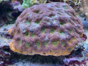 Meerwasser - Steinkoralle abzugeben - ca 23cm