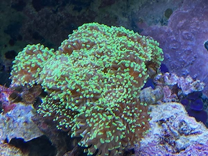 Meerwasser: Steinkoralle abzugeben - ca 25-30cm