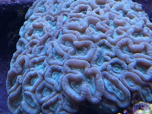 Meerwasser - große Steinkoralle abzugeben - ca 30cm