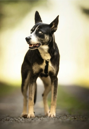 Freya - Seelenbegleiterin   