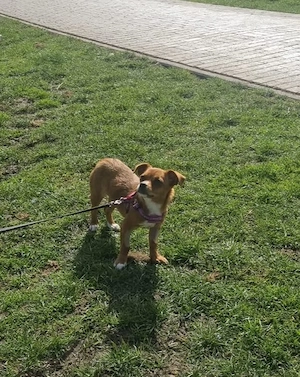 Tonja sucht sein warmes Körbchen