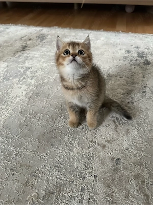 Braun-Gold getigert Katzenbaby