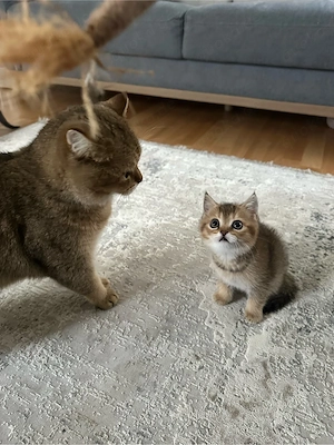 Süße Katzenbabys suchen ein liebevolles Zuhause!