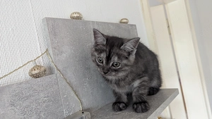 2 Kitten suchen bald ein liebevolles Zuhause 