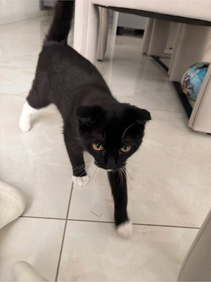 Junge Katze (7 Monate, weiblich) sucht ein liebevolles Zuhause.