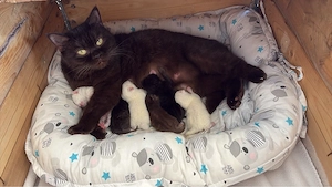 bkh bule point und chocolade 