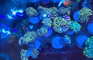 meerwasser koralle euphyllia paraancora und gold Nugget