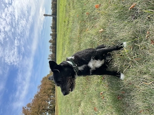 Ein neues Zuhause gesucht!